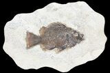 Cockerellites (Priscacara) Fossil Fish - Hanger Installed #93262-1